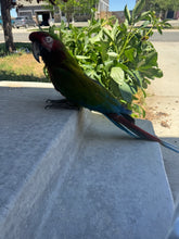 Load image into Gallery viewer, Uriah| Adult Male Calico Macaw
