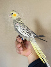 Load image into Gallery viewer, Cockatiel Babies
