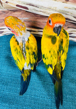 Load image into Gallery viewer, High Yellow Baby Sun Conures

