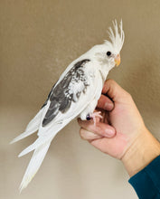 Load image into Gallery viewer, White Face / Cream Face Cockatiel Babies
