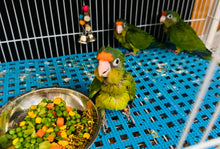 Load image into Gallery viewer, Half Moon Conure Babies
