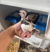Load image into Gallery viewer, White Faced Cockatiel Babies
