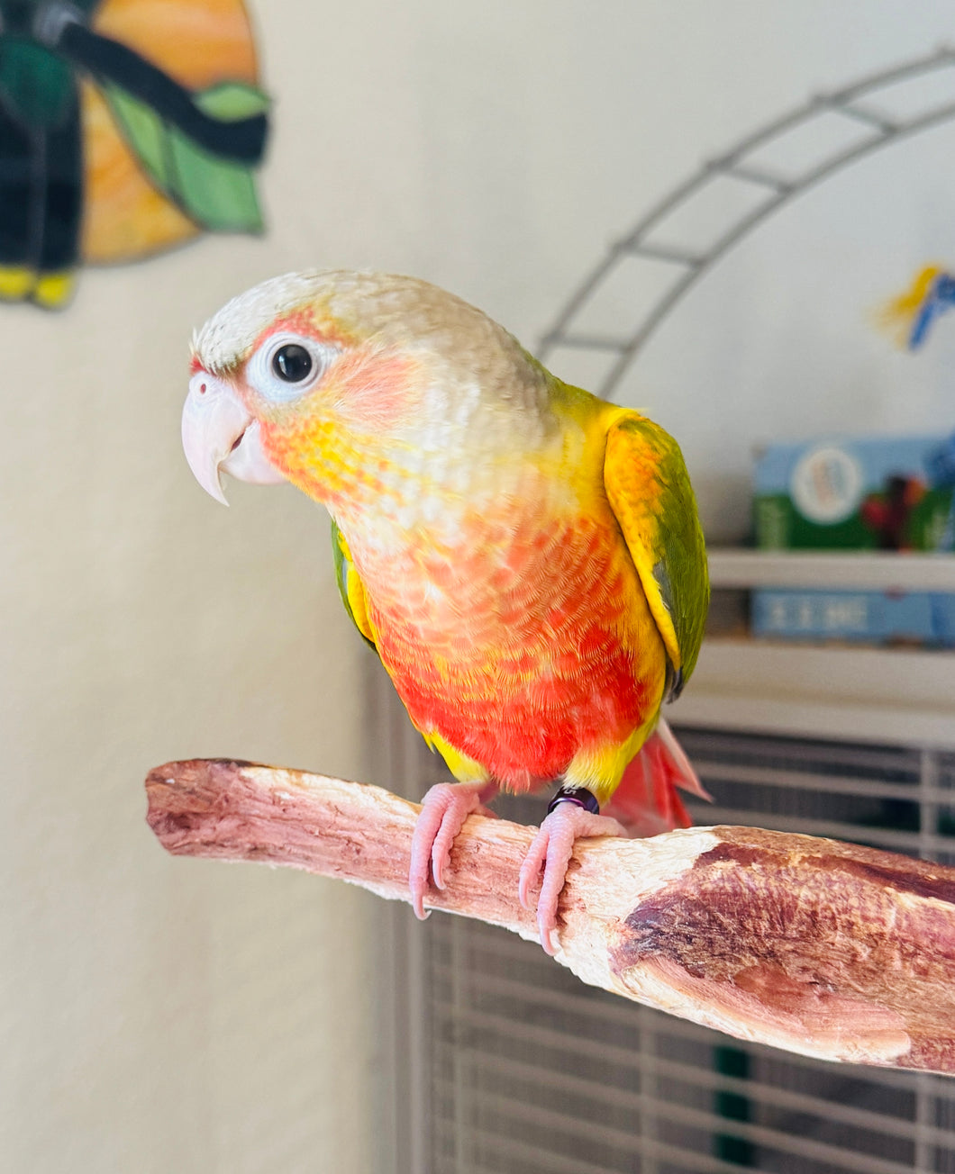 Green Cheeked Conure Babies