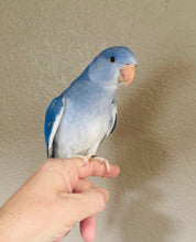 Load image into Gallery viewer, Indian Ringneck Parakeet Babies
