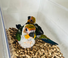 Load image into Gallery viewer, Jenday Conure Babies
