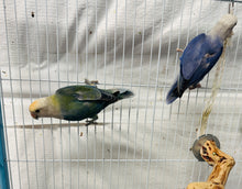 Load image into Gallery viewer, Lovebird Pair (males)
