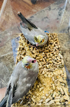 Load image into Gallery viewer, Cockatiel Babies
