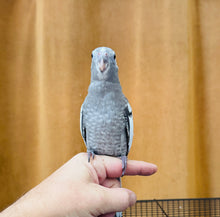Load image into Gallery viewer, White Faced Cockatiel Babies
