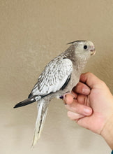 Load image into Gallery viewer, White Face / Cream Face Cockatiel Babies
