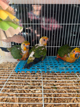 Load image into Gallery viewer, Jenday Conures
