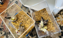 Load image into Gallery viewer, Cockatiel Babies

