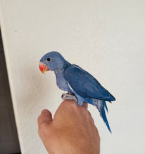 Load image into Gallery viewer, Indian Ringneck Parakeet Babies
