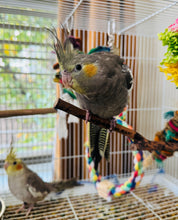 Load image into Gallery viewer, Cockatiel Babies
