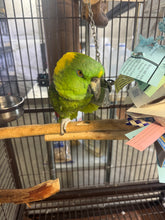 Load image into Gallery viewer, Poppy | Adult Male Yellow Nape Amazon
