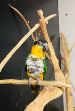 Load image into Gallery viewer, Male Caique Parrot
