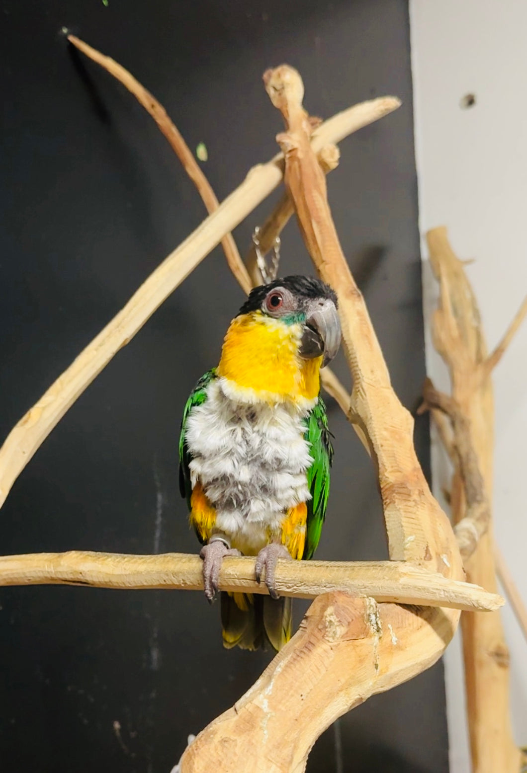 Male Caique Parrot