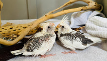 Load image into Gallery viewer, White Face / Cream Face Cockatiel Babies
