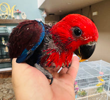 Load image into Gallery viewer, Female Solomon Island Eclectus Baby
