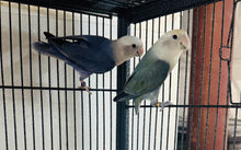 Load image into Gallery viewer, Peach-Faced Lovebird Breeding Pair
