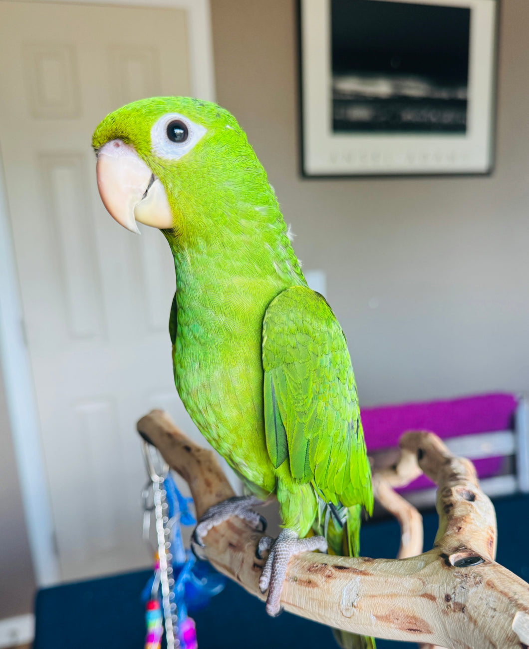 White Eyed Conure Baby