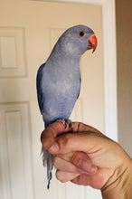 Load image into Gallery viewer, Indian Ringneck Parakeet Babies
