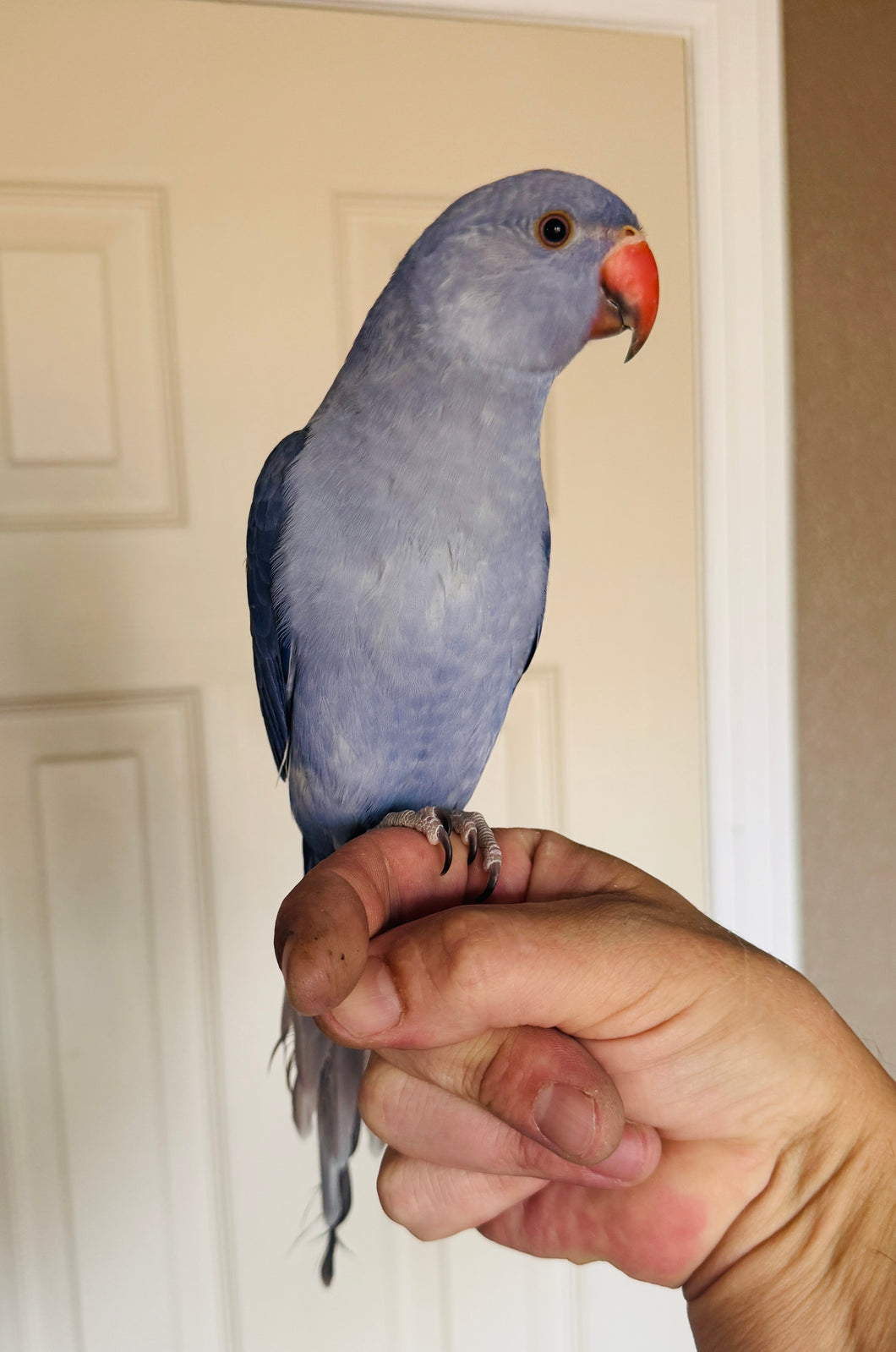 Indian Ringneck Parakeet Babies