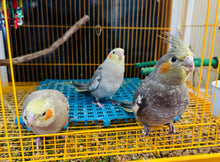 Load image into Gallery viewer, Cockatiel Babies
