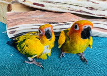 Load image into Gallery viewer, High Yellow Baby Sun Conures
