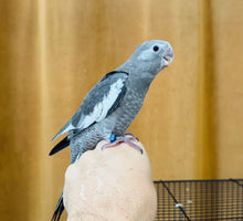 Load image into Gallery viewer, White Faced Cockatiel Babies
