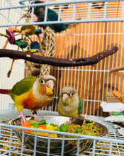 Load image into Gallery viewer, Green Cheeked Conure Babies
