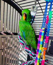 Load image into Gallery viewer, Male Solomon Island Eclectus Baby
