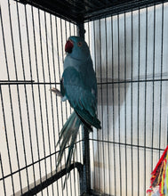 Load image into Gallery viewer, Female Indian Ringneck
