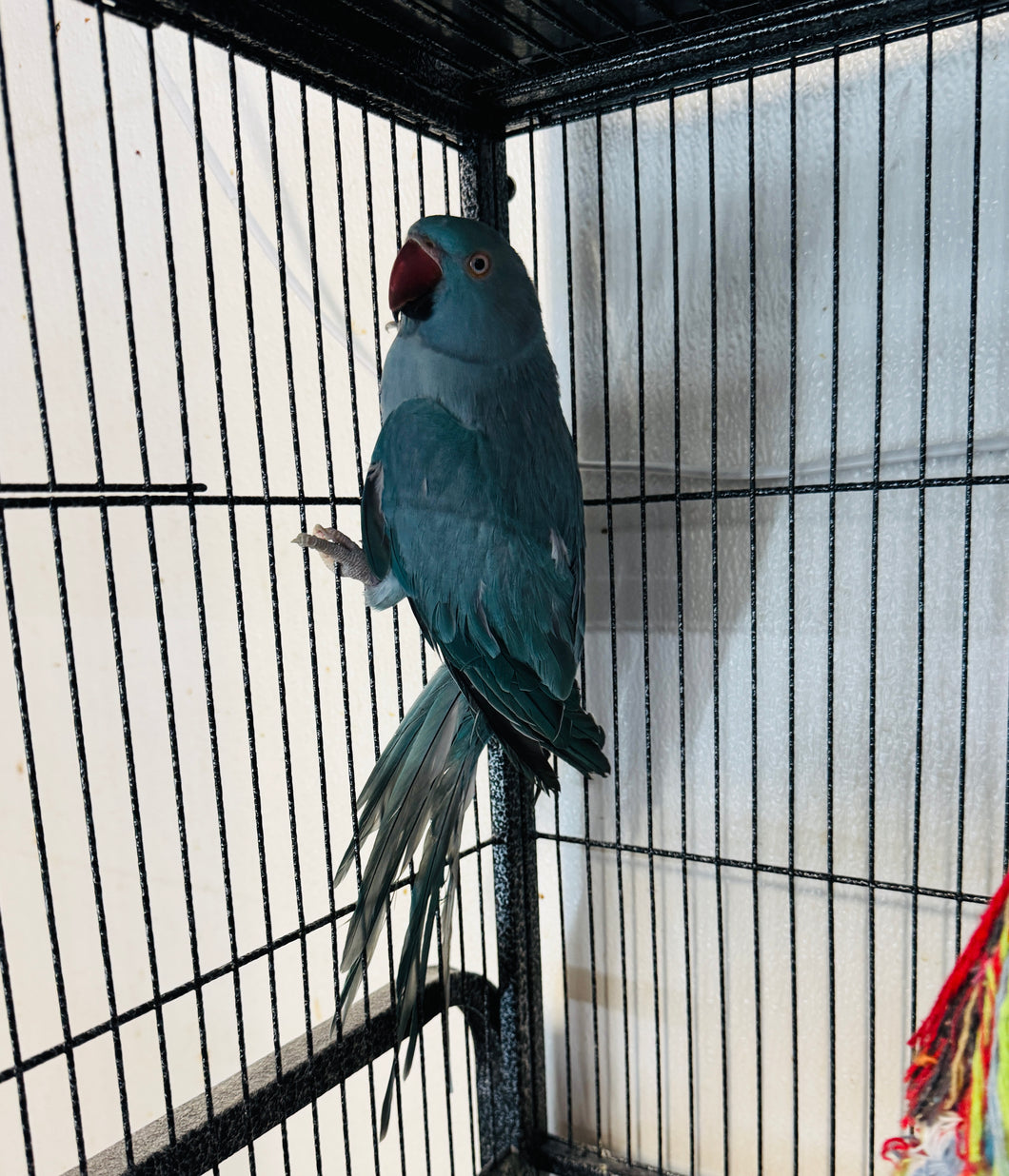 Female Indian Ringneck