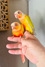 Load image into Gallery viewer, High Red Sun Cheek Conure Babies
