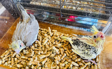 Load image into Gallery viewer, Cockatiel Babies
