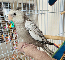 Load image into Gallery viewer, White Face / Cream Face Cockatiel Babies
