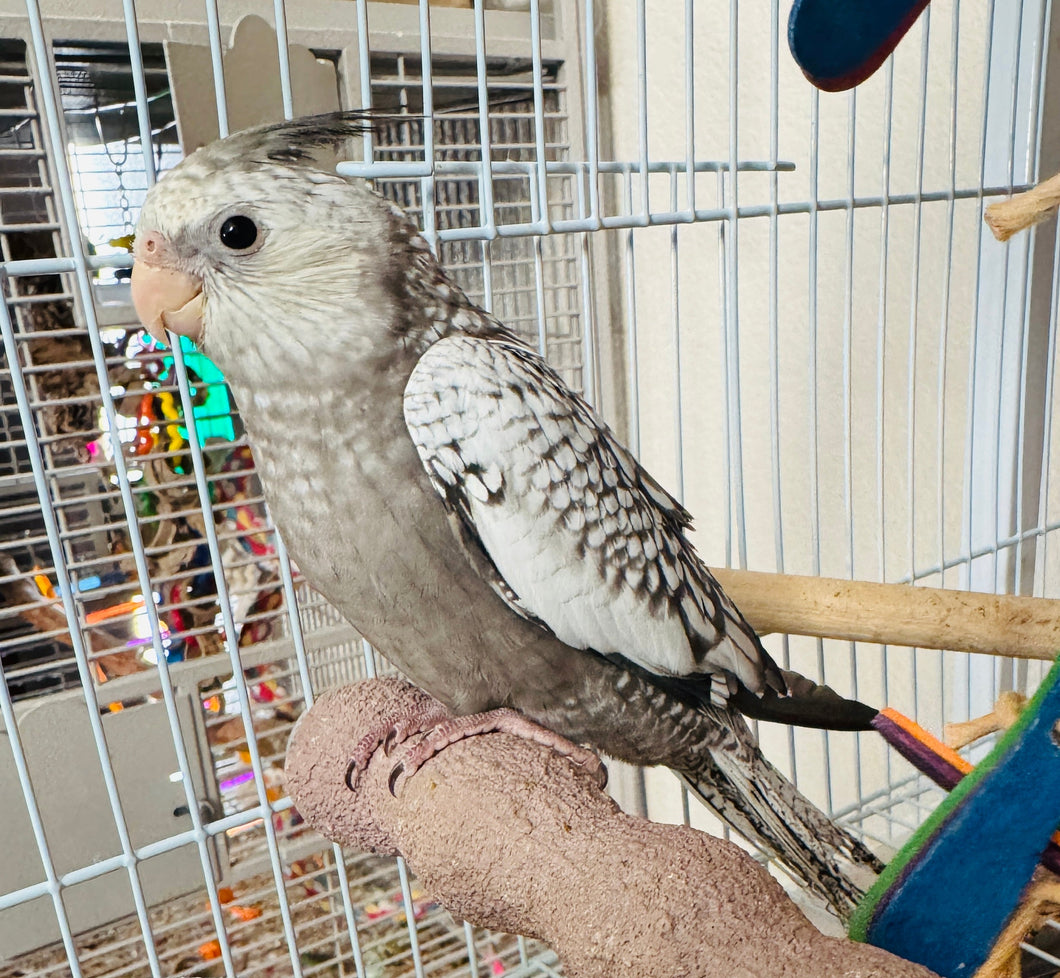 White Face / Cream Face Cockatiel Babies