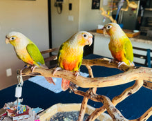 Load image into Gallery viewer, Pineapple Green Cheeked Conure Babies
