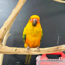 Load image into Gallery viewer, Sun Conure Babies
