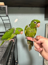 Load image into Gallery viewer, Mexican Green Conure Baby
