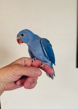 Load image into Gallery viewer, Indian Ringneck Parakeet Babies
