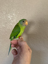 Load image into Gallery viewer, Plum Headed Parakeet Babies
