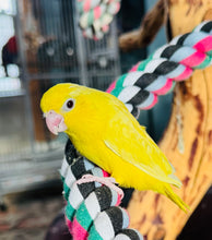 Load image into Gallery viewer, Deposits
