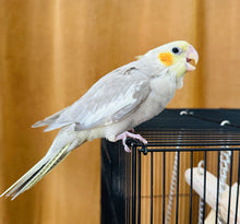 Load image into Gallery viewer, Cockatiel Babies
