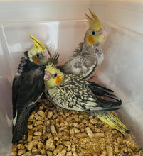 Load image into Gallery viewer, Cockatiel Babies
