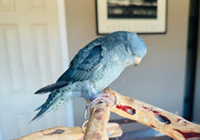 Load image into Gallery viewer, Lineolated (Linnie) Parakeet Baby
