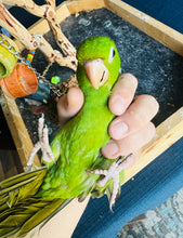 Load image into Gallery viewer, White Eyed Conure Baby
