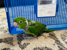 Load image into Gallery viewer, Mexican Green Conure Baby
