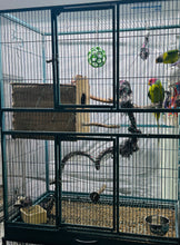 Load image into Gallery viewer, Proven Plumheaded Parakeet Pair
