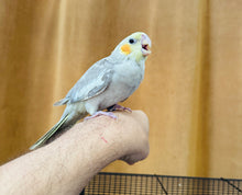 Load image into Gallery viewer, Cockatiel Babies
